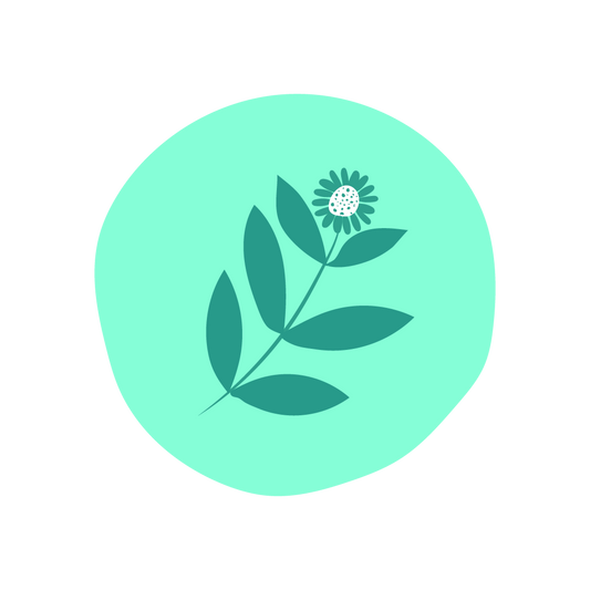  Bhringraj Extract 